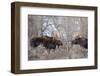 Bull Moose in Field with Cottonwood Trees, Grand Teton NP, WYoming-Howie Garber-Framed Photographic Print