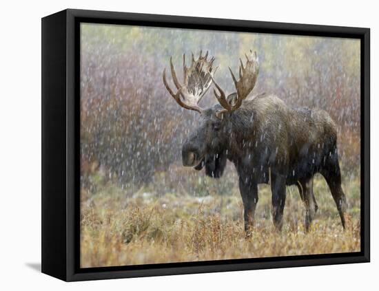 Bull Moose in Snowstorm, Grand Teton National Park, Wyoming, USA-Rolf Nussbaumer-Framed Stretched Canvas
