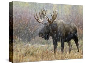 Bull Moose in Snowstorm, Grand Teton National Park, Wyoming, USA-Rolf Nussbaumer-Stretched Canvas