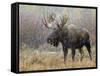 Bull Moose in Snowstorm, Grand Teton National Park, Wyoming, USA-Rolf Nussbaumer-Framed Stretched Canvas