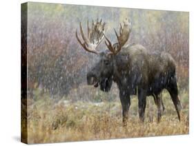 Bull Moose in Snowstorm, Grand Teton National Park, Wyoming, USA-Rolf Nussbaumer-Stretched Canvas