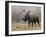 Bull Moose in Snowstorm, Grand Teton National Park, Wyoming, USA-Rolf Nussbaumer-Framed Photographic Print