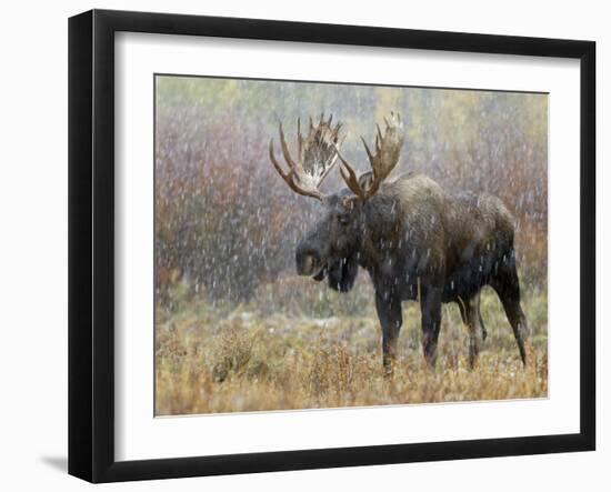 Bull Moose in Snowstorm, Grand Teton National Park, Wyoming, USA-Rolf Nussbaumer-Framed Photographic Print