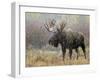 Bull Moose in Snowstorm, Grand Teton National Park, Wyoming, USA-Rolf Nussbaumer-Framed Photographic Print