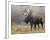 Bull Moose in Snowstorm, Grand Teton National Park, Wyoming, USA-Rolf Nussbaumer-Framed Photographic Print