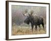 Bull Moose in Snowstorm, Grand Teton National Park, Wyoming, USA-Rolf Nussbaumer-Framed Photographic Print