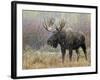 Bull Moose in Snowstorm, Grand Teton National Park, Wyoming, USA-Rolf Nussbaumer-Framed Photographic Print