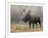 Bull Moose in Snowstorm, Grand Teton National Park, Wyoming, USA-Rolf Nussbaumer-Framed Photographic Print