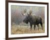 Bull Moose in Snowstorm, Grand Teton National Park, Wyoming, USA-Rolf Nussbaumer-Framed Photographic Print