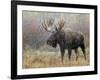 Bull Moose in Snowstorm, Grand Teton National Park, Wyoming, USA-Rolf Nussbaumer-Framed Photographic Print