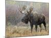 Bull Moose in Snowstorm, Grand Teton National Park, Wyoming, USA-Rolf Nussbaumer-Mounted Photographic Print