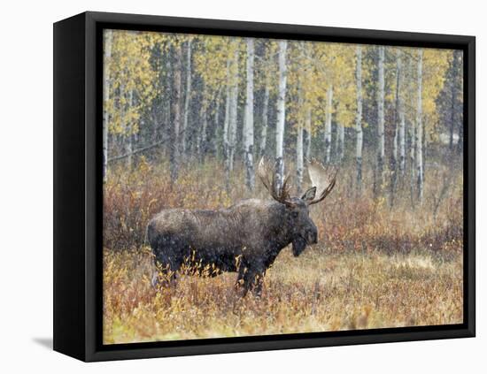 Bull Moose in Snowstorm with Aspen Trees in Background, Grand Teton National Park, Wyoming, USA-Rolf Nussbaumer-Framed Stretched Canvas