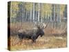 Bull Moose in Snowstorm with Aspen Trees in Background, Grand Teton National Park, Wyoming, USA-Rolf Nussbaumer-Stretched Canvas