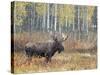 Bull Moose in Snowstorm with Aspen Trees in Background, Grand Teton National Park, Wyoming, USA-Rolf Nussbaumer-Stretched Canvas