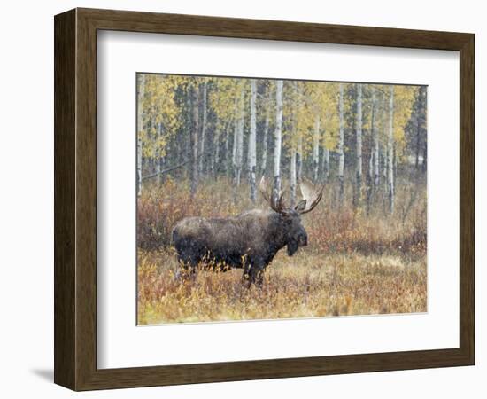 Bull Moose in Snowstorm with Aspen Trees in Background, Grand Teton National Park, Wyoming, USA-Rolf Nussbaumer-Framed Photographic Print