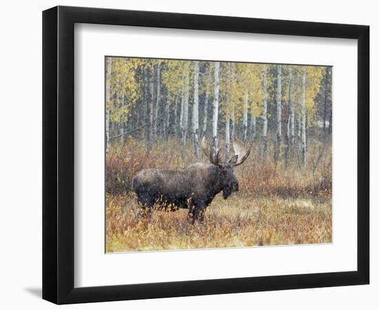 Bull Moose in Snowstorm with Aspen Trees in Background, Grand Teton National Park, Wyoming, USA-Rolf Nussbaumer-Framed Photographic Print