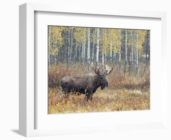 Bull Moose in Snowstorm with Aspen Trees in Background, Grand Teton National Park, Wyoming, USA-Rolf Nussbaumer-Framed Photographic Print