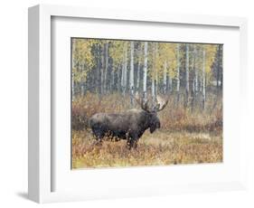 Bull Moose in Snowstorm with Aspen Trees in Background, Grand Teton National Park, Wyoming, USA-Rolf Nussbaumer-Framed Photographic Print