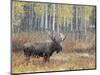 Bull Moose in Snowstorm with Aspen Trees in Background, Grand Teton National Park, Wyoming, USA-Rolf Nussbaumer-Mounted Photographic Print