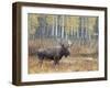 Bull Moose in Snowstorm with Aspen Trees in Background, Grand Teton National Park, Wyoming, USA-Rolf Nussbaumer-Framed Photographic Print