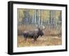 Bull Moose in Snowstorm with Aspen Trees in Background, Grand Teton National Park, Wyoming, USA-Rolf Nussbaumer-Framed Photographic Print