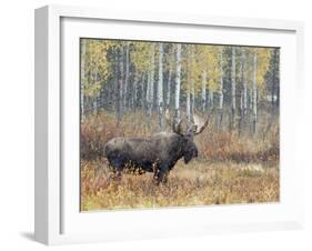 Bull Moose in Snowstorm with Aspen Trees in Background, Grand Teton National Park, Wyoming, USA-Rolf Nussbaumer-Framed Photographic Print