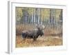 Bull Moose in Snowstorm with Aspen Trees in Background, Grand Teton National Park, Wyoming, USA-Rolf Nussbaumer-Framed Photographic Print