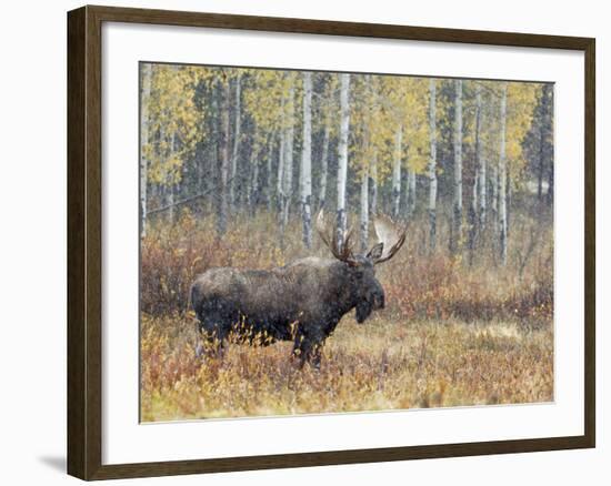 Bull Moose in Snowstorm with Aspen Trees in Background, Grand Teton National Park, Wyoming, USA-Rolf Nussbaumer-Framed Photographic Print