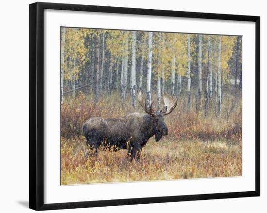 Bull Moose in Snowstorm with Aspen Trees in Background, Grand Teton National Park, Wyoming, USA-Rolf Nussbaumer-Framed Photographic Print