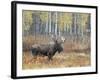 Bull Moose in Snowstorm with Aspen Trees in Background, Grand Teton National Park, Wyoming, USA-Rolf Nussbaumer-Framed Photographic Print