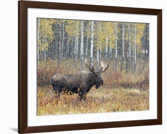 Bull Moose in Snowstorm with Aspen Trees in Background, Grand Teton National Park, Wyoming, USA-Rolf Nussbaumer-Framed Photographic Print