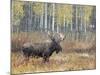 Bull Moose in Snowstorm with Aspen Trees in Background, Grand Teton National Park, Wyoming, USA-Rolf Nussbaumer-Mounted Photographic Print