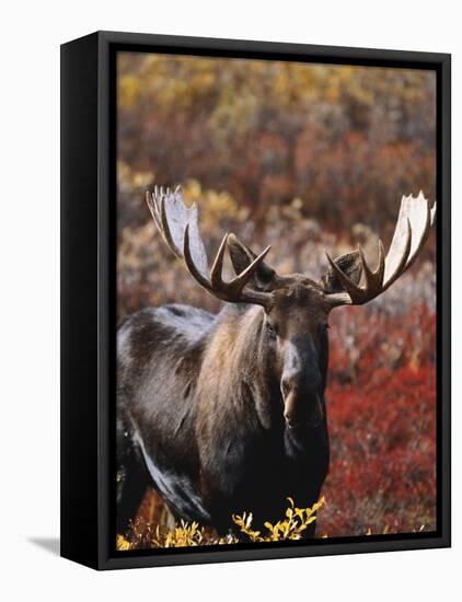 Bull Moose in Tundra, Denali National Park, Alaska, USA-Hugh Rose-Framed Stretched Canvas