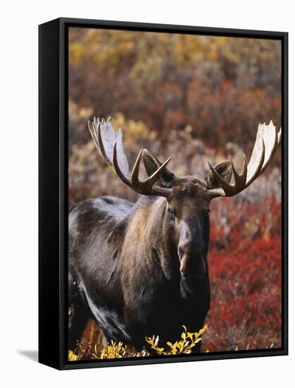 Bull Moose in Tundra, Denali National Park, Alaska, USA-Hugh Rose-Framed Stretched Canvas