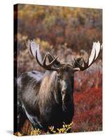 Bull Moose in Tundra, Denali National Park, Alaska, USA-Hugh Rose-Stretched Canvas