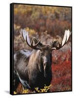 Bull Moose in Tundra, Denali National Park, Alaska, USA-Hugh Rose-Framed Stretched Canvas