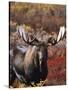 Bull Moose in Tundra, Denali National Park, Alaska, USA-Hugh Rose-Stretched Canvas