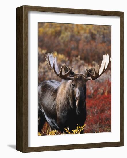 Bull Moose in Tundra, Denali National Park, Alaska, USA-Hugh Rose-Framed Photographic Print