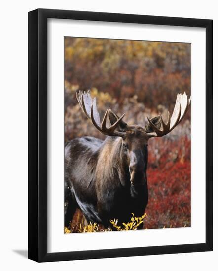 Bull Moose in Tundra, Denali National Park, Alaska, USA-Hugh Rose-Framed Photographic Print