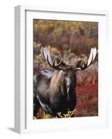 Bull Moose in Tundra, Denali National Park, Alaska, USA-Hugh Rose-Framed Photographic Print