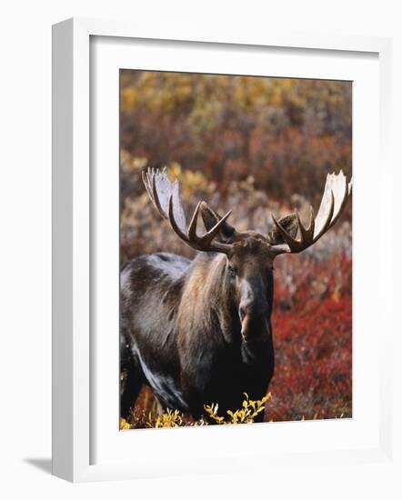 Bull Moose in Tundra, Denali National Park, Alaska, USA-Hugh Rose-Framed Photographic Print