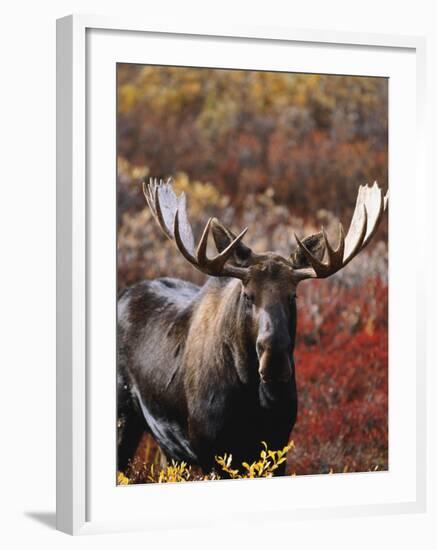 Bull Moose in Tundra, Denali National Park, Alaska, USA-Hugh Rose-Framed Photographic Print