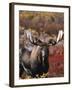 Bull Moose in Tundra, Denali National Park, Alaska, USA-Hugh Rose-Framed Photographic Print