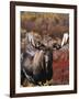 Bull Moose in Tundra, Denali National Park, Alaska, USA-Hugh Rose-Framed Photographic Print