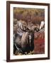 Bull Moose in Tundra, Denali National Park, Alaska, USA-Hugh Rose-Framed Photographic Print