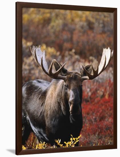 Bull Moose in Tundra, Denali National Park, Alaska, USA-Hugh Rose-Framed Photographic Print