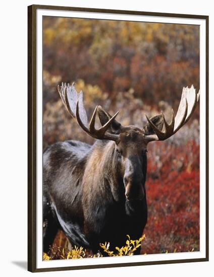 Bull Moose in Tundra, Denali National Park, Alaska, USA-Hugh Rose-Framed Photographic Print