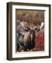 Bull Moose in Tundra, Denali National Park, Alaska, USA-Hugh Rose-Framed Photographic Print