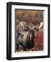 Bull Moose in Tundra, Denali National Park, Alaska, USA-Hugh Rose-Framed Photographic Print