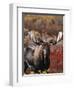 Bull Moose in Tundra, Denali National Park, Alaska, USA-Hugh Rose-Framed Photographic Print